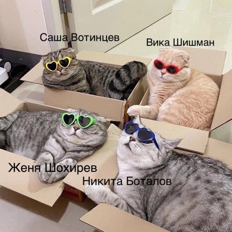 Создать мем: котик, кошки смешные, котэ