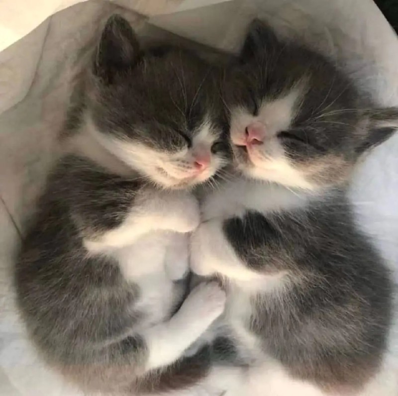 Create meme: kittens sleep together, cat , cute cats 