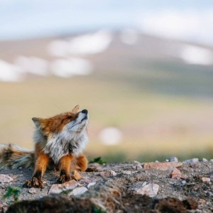 Создать мем: fox, лисица, arctic fox