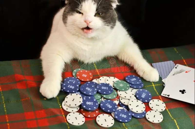 Create meme: cat poker, cats playing poker, cats playing poker