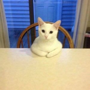 Создать мем: кошка, кот за столом, я тебя внимательно слушаю