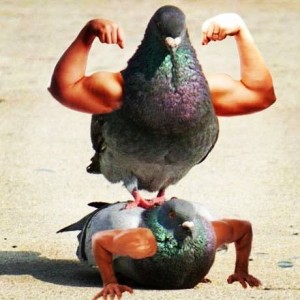 Create meme: funny pigeon, dove