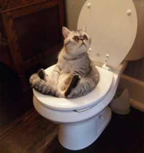Create meme: The cat in the toilet 