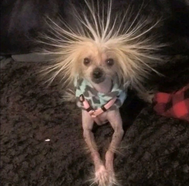 Create meme: the crested chihuahua, Chinese crested dog, chinese crested dog bald