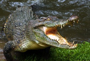Create meme: crocodiles, Nile crocodile