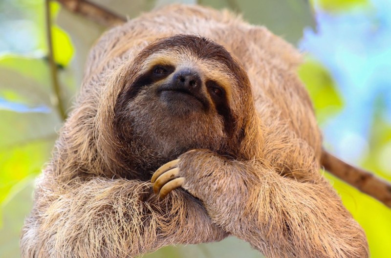 Create meme: three - toed sloth, sloth funny, cute sloth