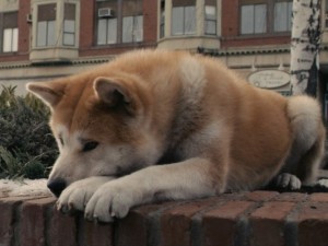 Create meme: Akita inu Hachiko, Hachiko: the Most loyal friend, the dog Hachiko