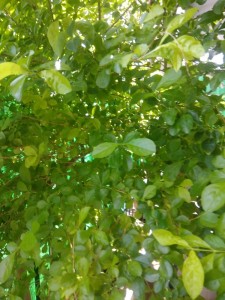 Создать мем: листья, дерево, green leaves on wind