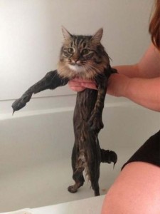 Create meme: cat, cats, wet cat