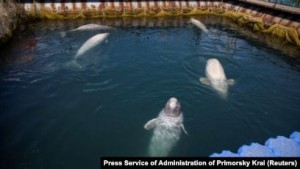 Создать мем: касатка дальневосточная, beluga whale, дельфин белуха