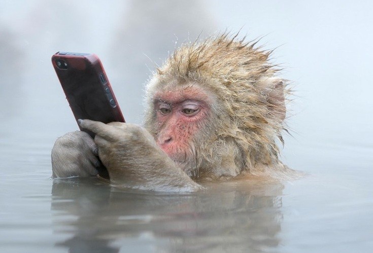 Создать мем: обезьяна со смартфоном, животные веселые, обезьяна в воде мем