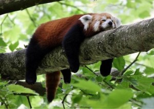 Create meme: what is lazy, kızıl panda, red Panda sleeping