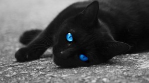 Создать мем: грустная черная кошка, чёрная кошка с голубыми глазами, чёрный кот с голубыми глазами