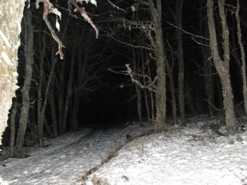 Создать мем: оттепель зима ночь лес, март в лесу, лес
