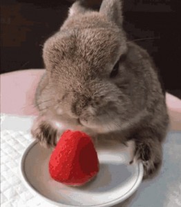 Create meme: rabbit, animals cute
