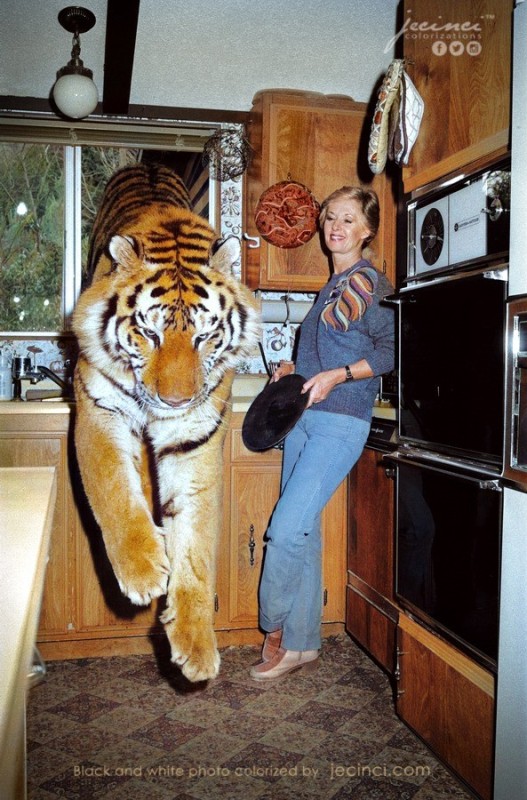 Create meme: The tiger is in the apartment, tiger , the tiger is funny