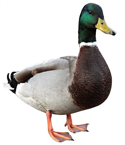 Create meme: drake on a white background, mallard drake, duck on a white background