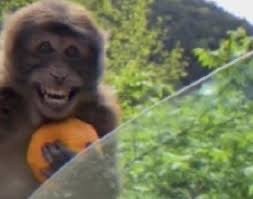 Create meme: monkey with orange, monkey rejoices in an orange, orange monkey