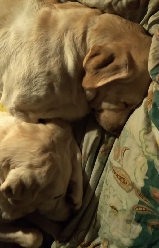 Create meme: fawn labrador, Labrador dog, sleeping Labrador