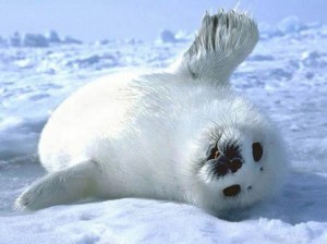 Создать мем: байкальская нерпа, международный день защиты бельков, тюленька
