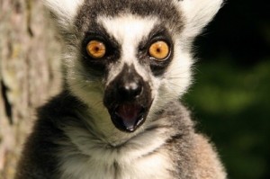 Create meme: lemur, the surprised animals, lemur