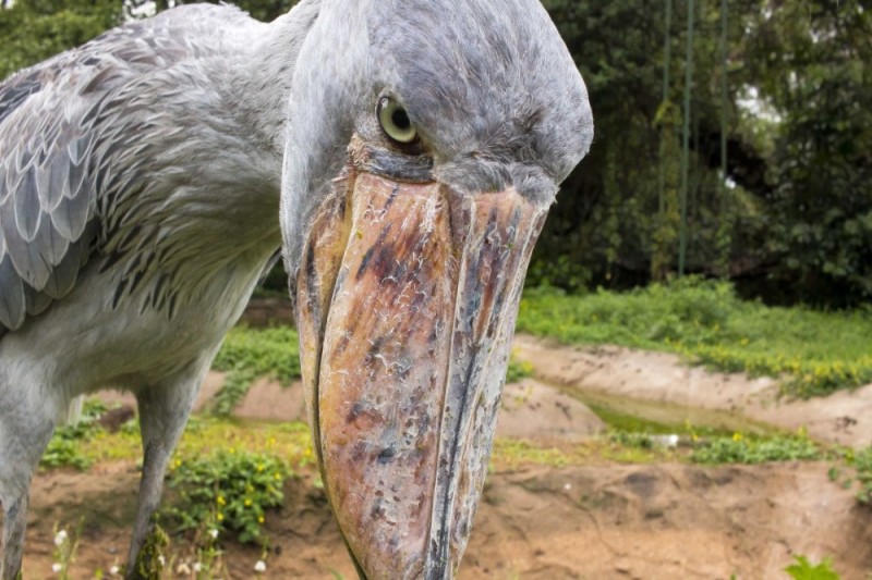 Create meme: the shoebill , heron whalehead, the whale - headed bird