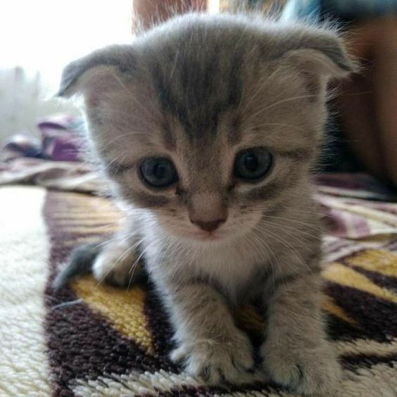 Create meme: Scottish fold kittens , the kitten is homemade, lop-eared 