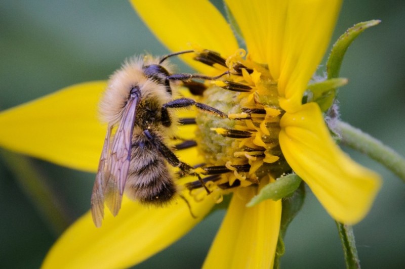 Create meme: bumblebee , yellow bumblebee, pollination of plants by bees
