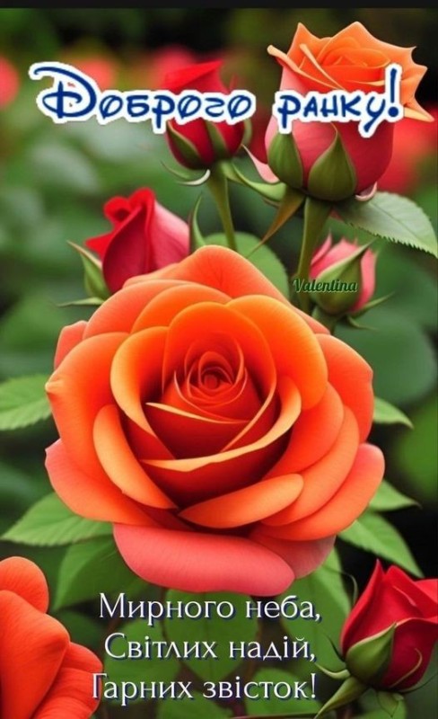 Создать мем: цветы красивые розы, роза чайно гибридная, роза чайно-гибридная миракл