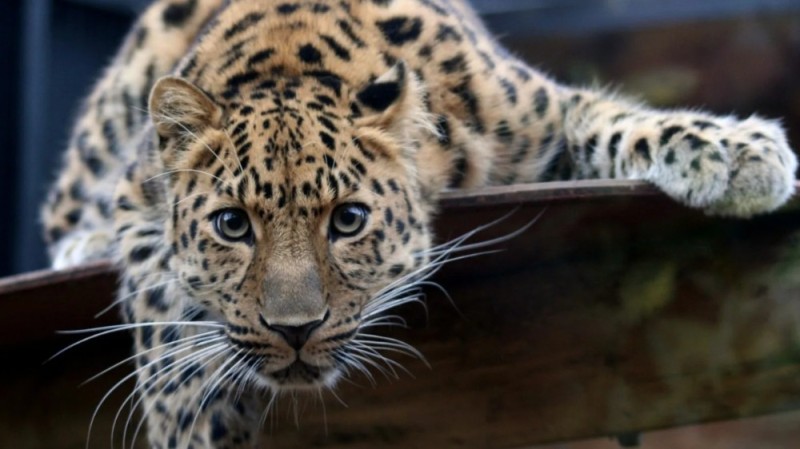 Create meme: the Far Eastern leopard (Amur leopard), leopard leopards, spotted leopard