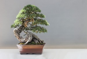 Create meme: bonsai tree, bonsai