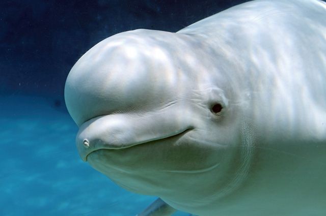 Создать мем: белый дельфин, полярный дельфин белуха, белуха