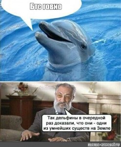 Create meme: meme, dolphins, Dolphin