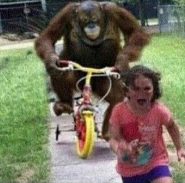 Create meme: monkey on bike rides for girl, monkey on a bike, monkey on a bike