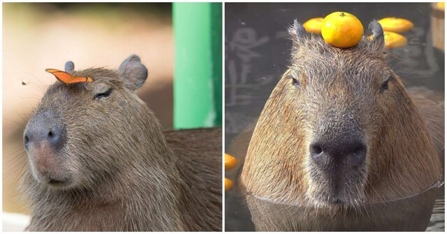 Create meme: little capybara, large capybara guinea pigs, a pet capybara