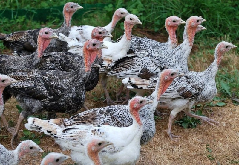 Create meme: turkeys, little turkeys, The turkey and the turkey