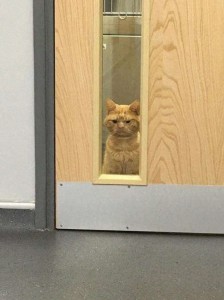 Create meme: the cat is behind the door, cat funny, red cat