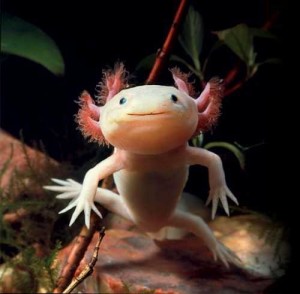 Create meme: king Arthur, the axolotl