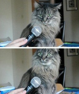 Создать мем: кошка, кот, мем кот с микрофоном