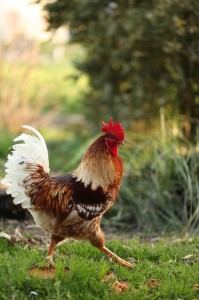 Create meme: red rooster, beautiful cock, rooster