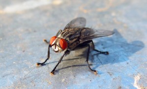 Create meme: fly, the common housefly
