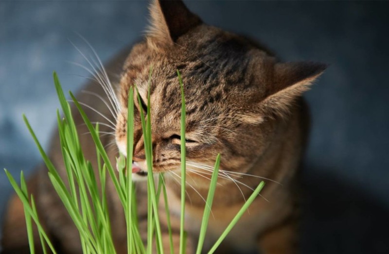 Создать мем: кошачья осока, кот в траве, кошачья трава