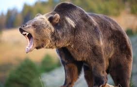 Create meme: the brown bear is furious, brown bear growls, brown bear grin