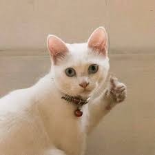 Создать мем: кошка, котик показывает большой палец, плачущий кот показывает палец вверх