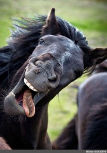 Create meme: fun with animals , neighing horse, neighing horse