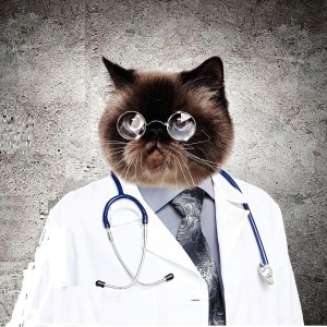 Создать мем: котик хирург, котик доктор, кот врач