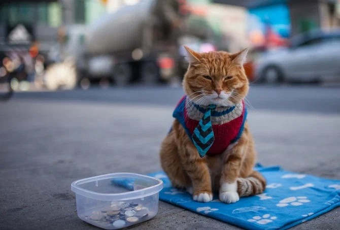 Create meme: outdoor cat , bob the cat, street cat bob