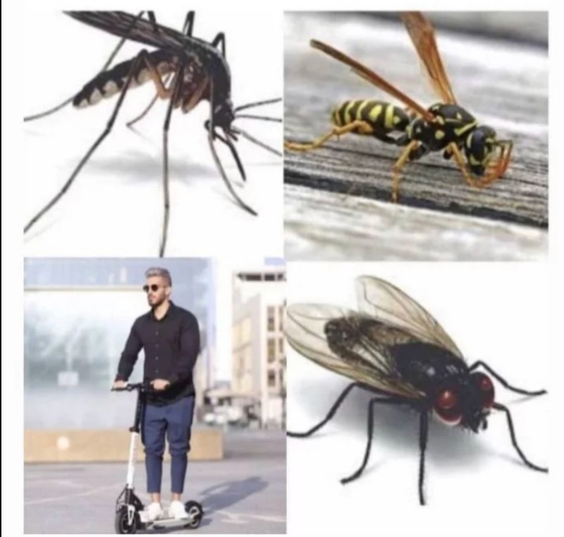 Create meme: mosquito meme, insects , shoes 
