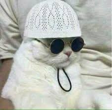 Создать мем: котейка, кот в очках и капюшоне мем, котик