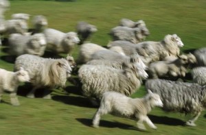 Create meme: breeds of sheep, herd, new Zealand